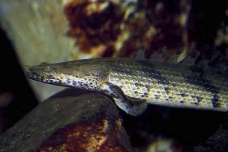 Polypterus endlicheri endlicheri photo