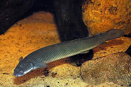 Polypterus senegalus senegalus photo