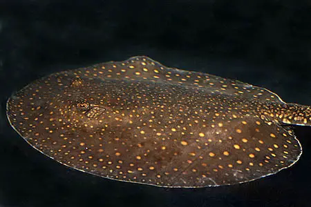 Potamotrygon castexi photo