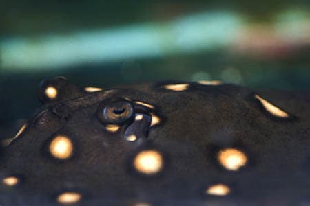 Potamotrygon leopoldi photo