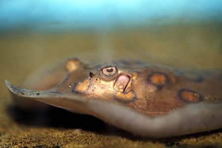 Potamotrygon motoro photo