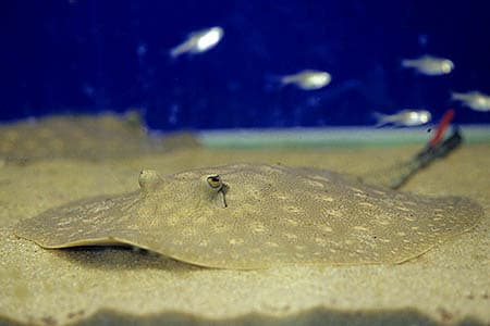 Potamotrygon scobina photo