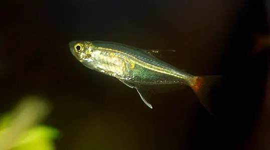 Prionobrama filigera photo