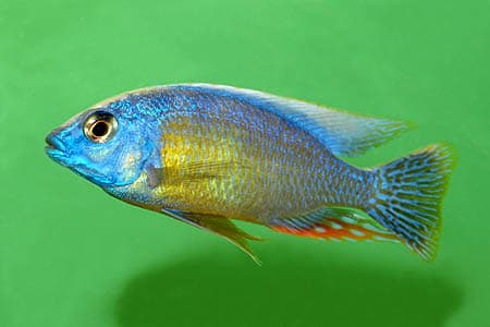 Protomelas fenestratus photo