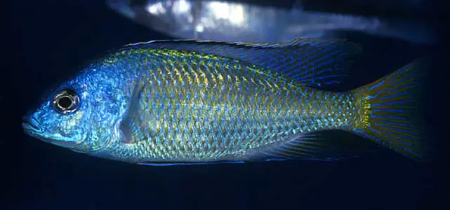 Protomelas pleurotaenia photo