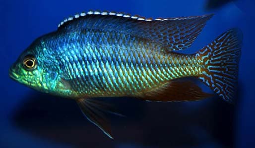 Protomelas taeniolatus photo