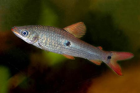 Pseudanos trimaculatus photo