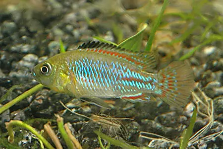 Pseudocrenilabrus nicholsi photo