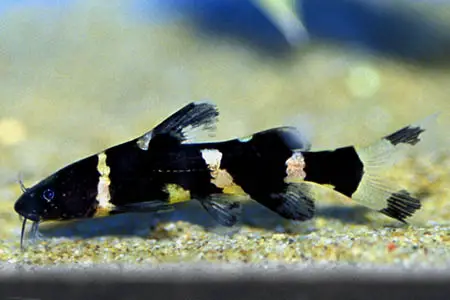 Pseudomystus siamensis photo