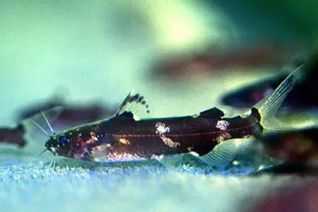 Pseudomystus sp. cf stenomus photo