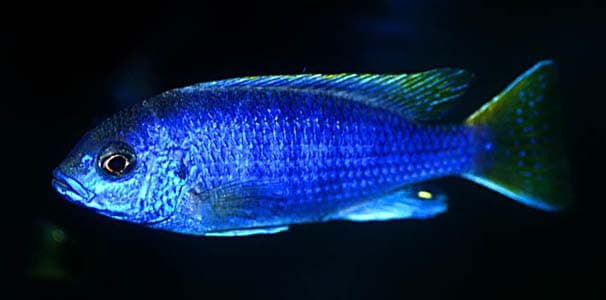 Pseudotropheus sp. acei photo