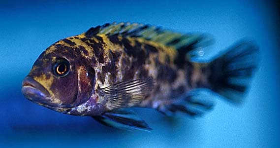 Pseudotropheus estherae photo