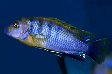 Pseudotropheus fainzilberi photo