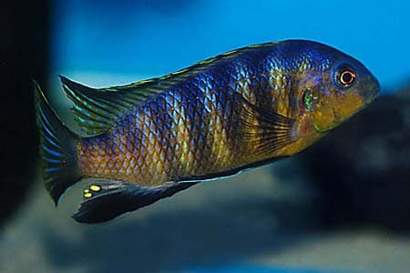 Pseudotropheus tropheops tropheops photo
