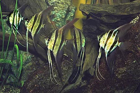 Pterophyllum altum photo