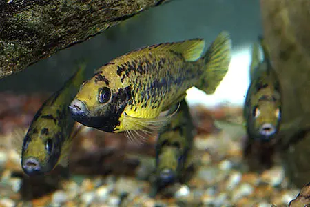 Pungu maclareni photo