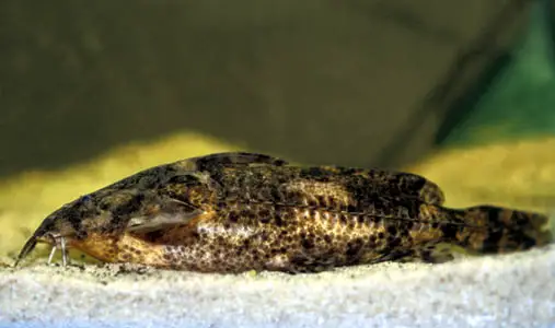 Rhinodoras boehlkei photo