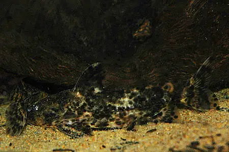 Rhinodoras dorbygnyi photo