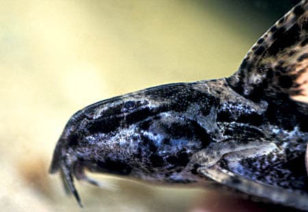 Rhynchodoras woodsi photo