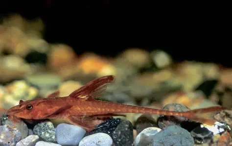 Rineloricaria sp. photo