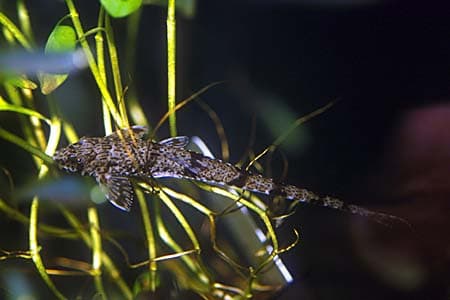 Rineloricaria parva photo