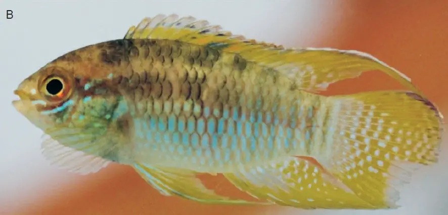 Laetacara flamannellus photo