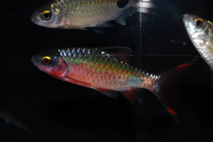 Dawkinsia filamentosa photo