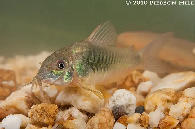 Corydoras aeneus photo
