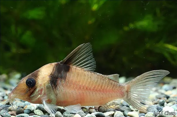 Corydoras virginiae photo