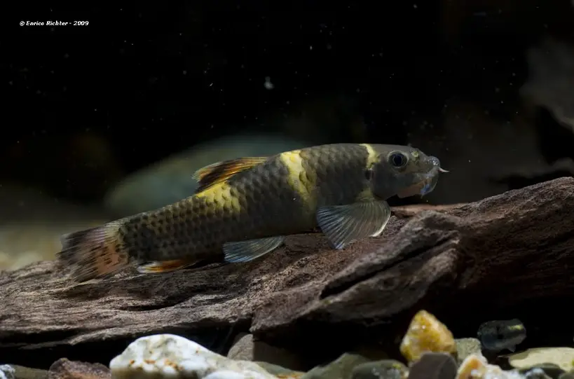 Garra flavatra photo