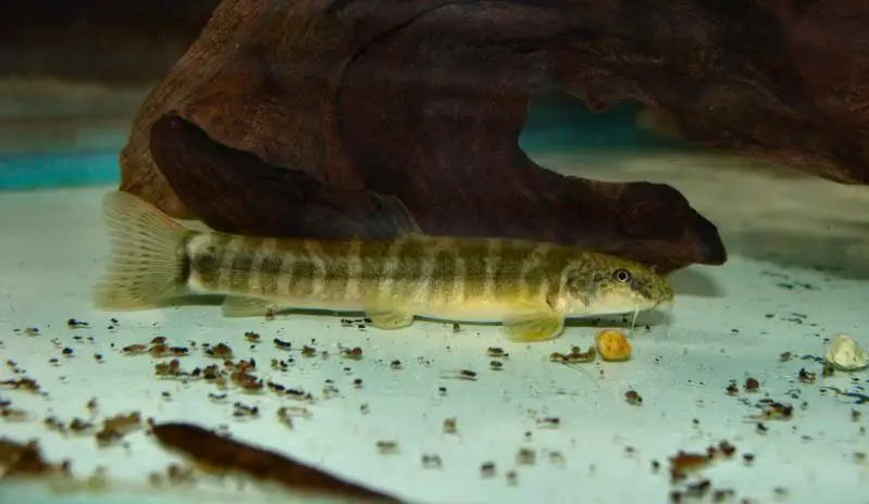 Schistura sp. 2 photo