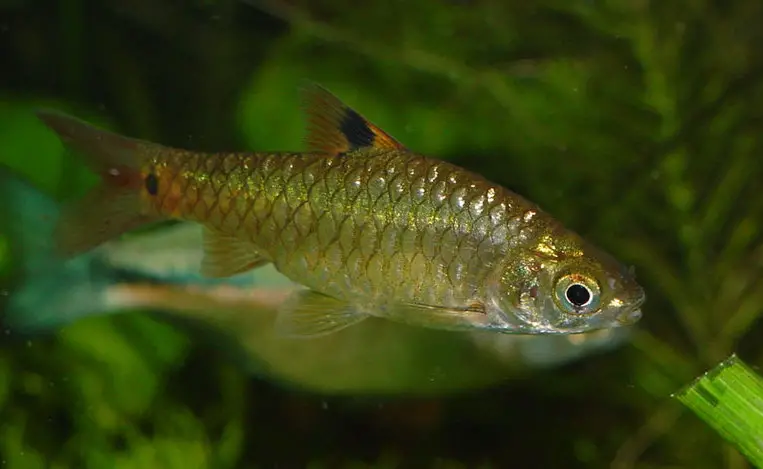 Puntius vittatus photo