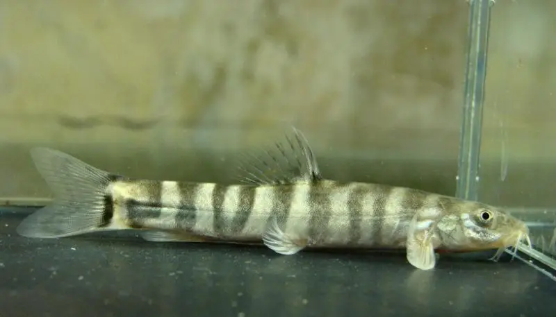 Schistura sp. 3 photo