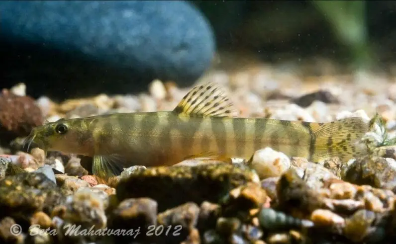 Schistura denisonii photo