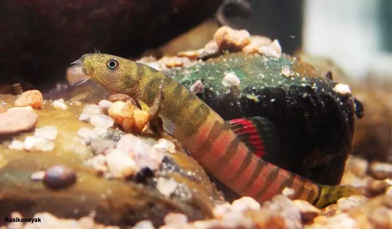 Schistura kodaguensis photo