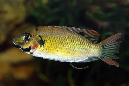 Sarotherodon melanotheron photo