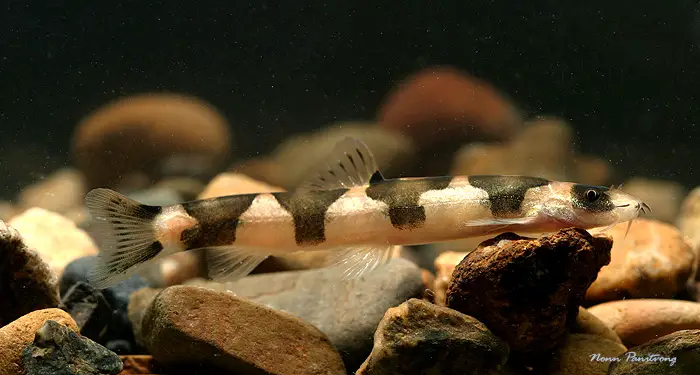 Schistura pridii photo