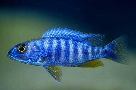 Sciaenochromis fryeri photo