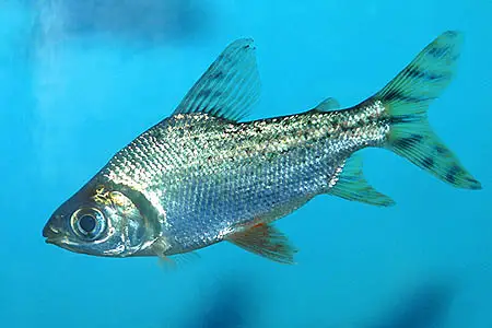 Semaprochilodus insignis photo