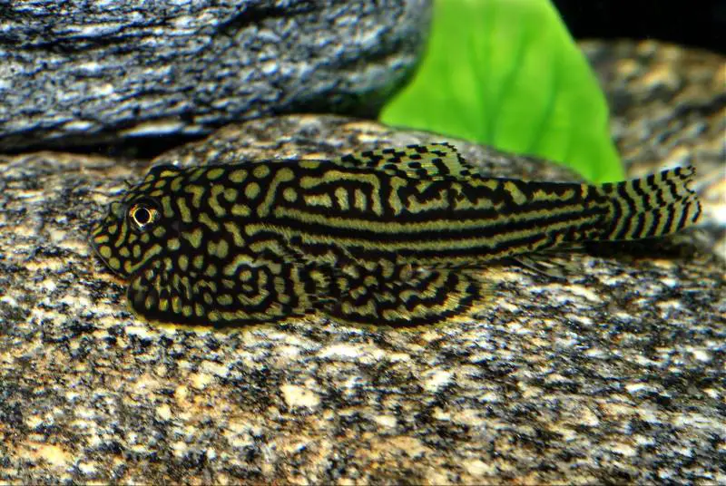 Sewellia lineolata photo