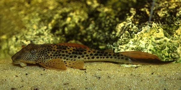 Squaliforma cf. emarginata photo