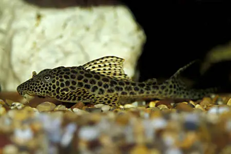 Squaliforma villarsi photo