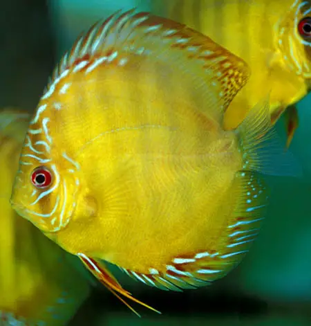 Symphysodon aequifasciatus photo