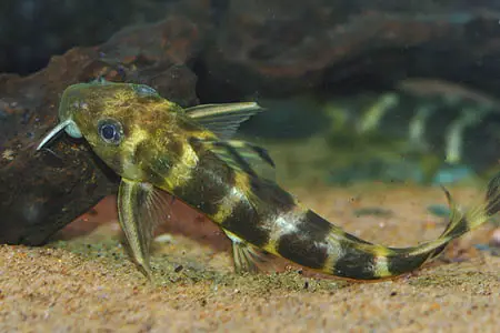 Synodontis brichardi photo