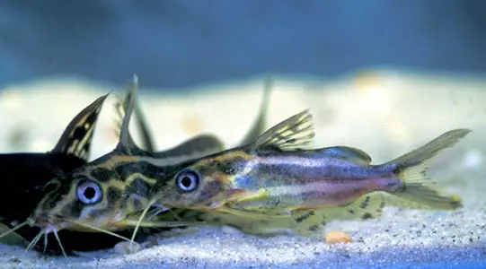 Synodontis flavitaeniata photo