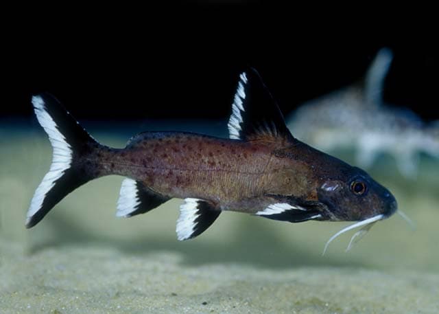 Synodontis granulosa photo