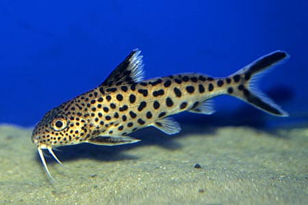 Synodontis multipunctata photo