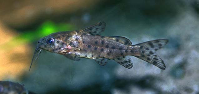 Synodontis nigrita photo