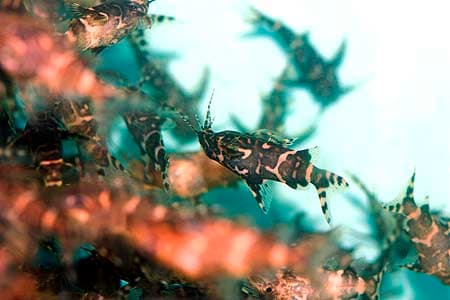 Synodontis nigriventris photo