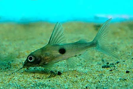 Synodontis notata photo